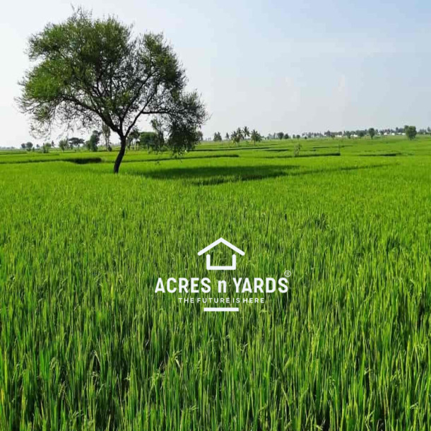 Agriculture  Land For Sale-1