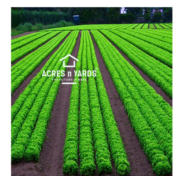 Agriculutre Land For Sale-1